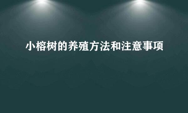 小榕树的养殖方法和注意事项