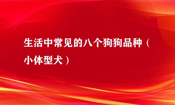 生活中常见的八个狗狗品种（小体型犬）