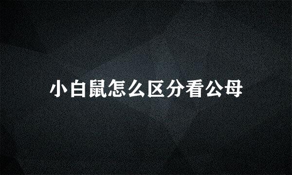 小白鼠怎么区分看公母