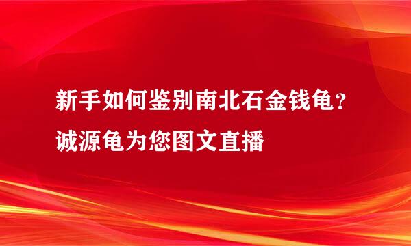 新手如何鉴别南北石金钱龟？诚源龟为您图文直播